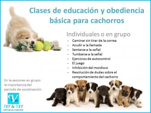 Clases de educación y obediencia básica para cachorros