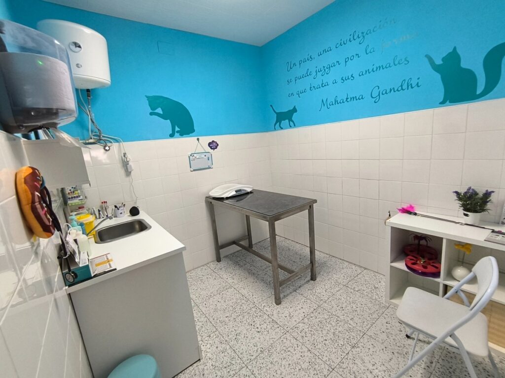 Consulta para gatos Pet & Vet Veterinarios
