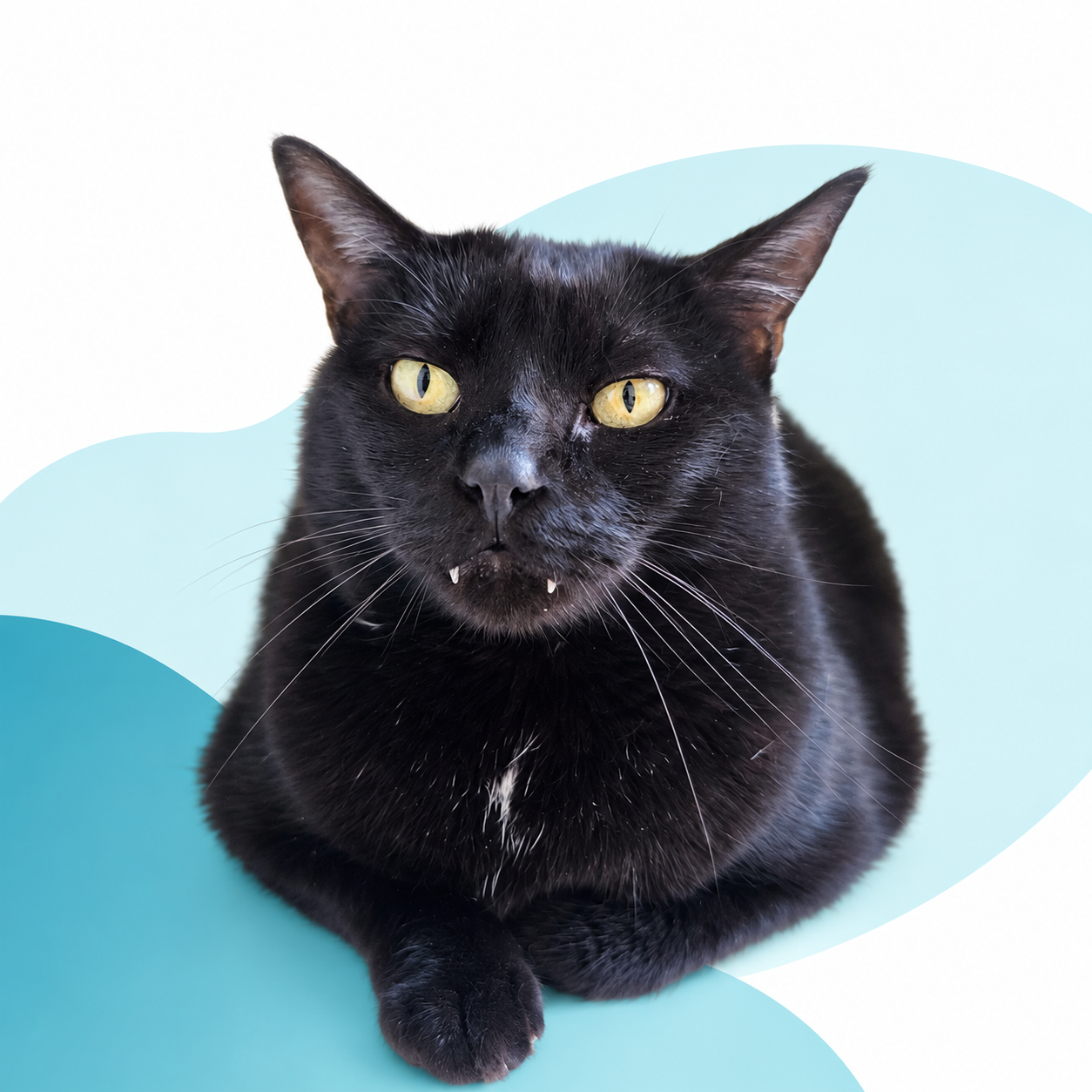 Salem Pet & Vet Veterinarios